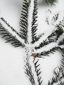 Branch fir tree silver fir photo
