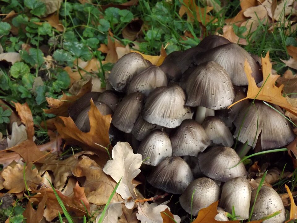 Disc fungus nature plant