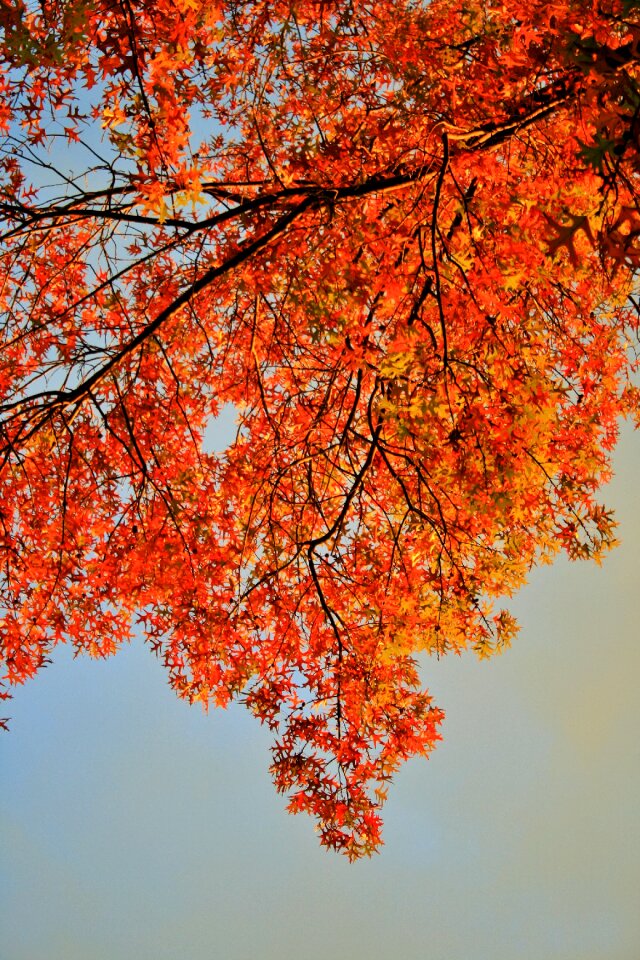 Foliage orange bright photo