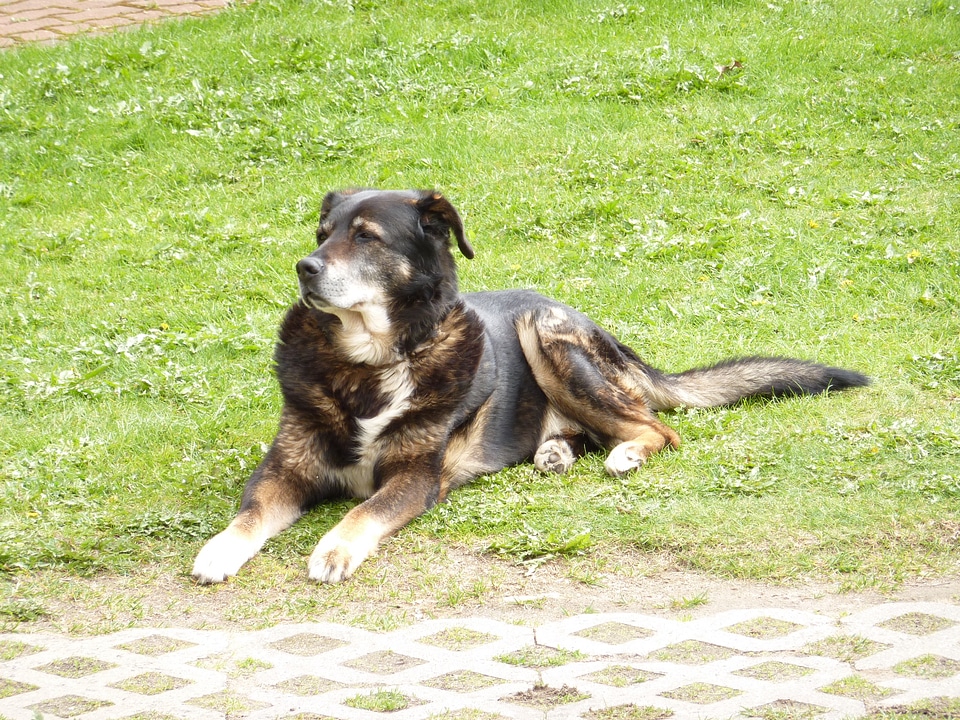 Berner bernese mountain dog old