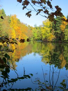 Leaves water trees