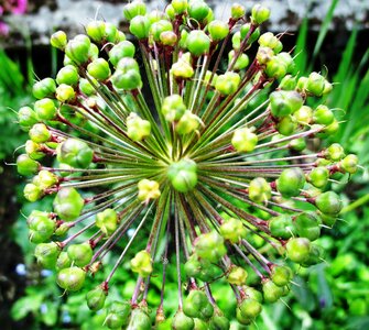 Faded seeds green photo