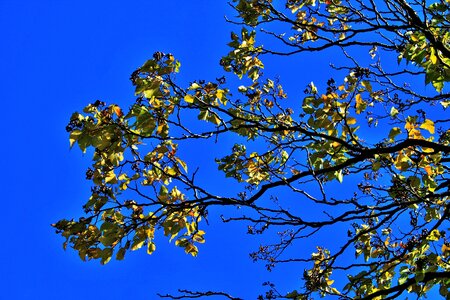 Tree yellow autumn photo