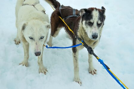 Sled dogs sledding