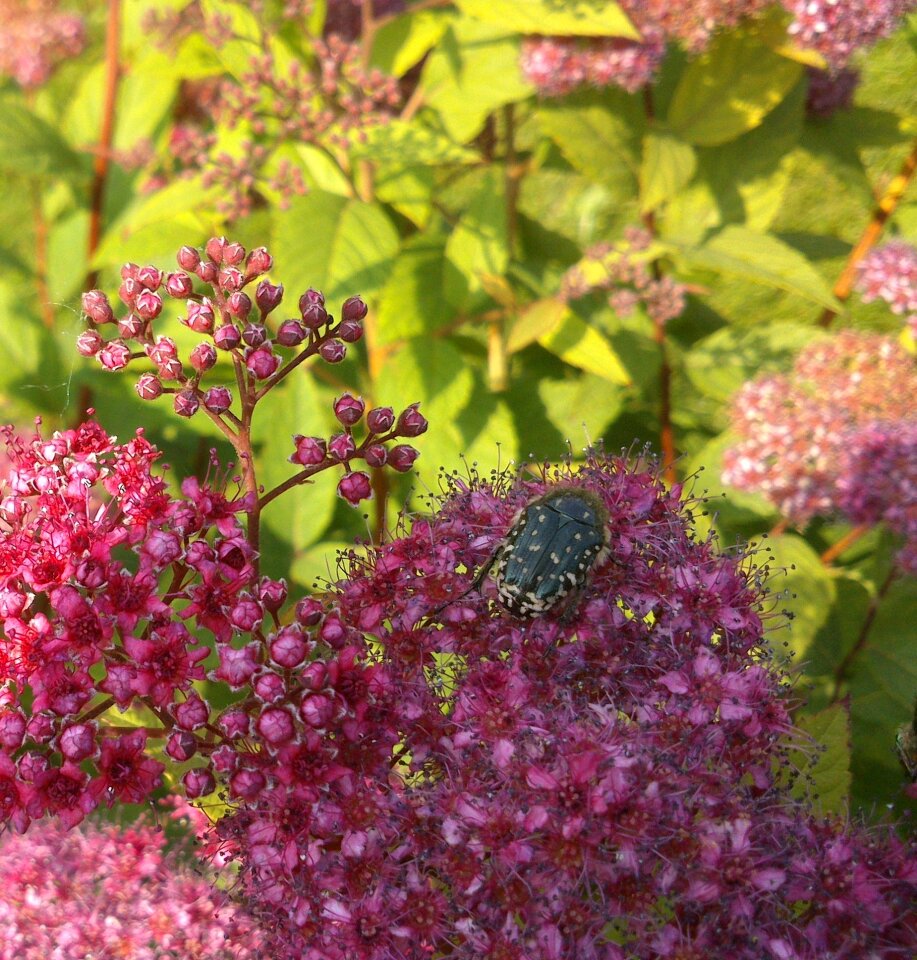 Blossom bloom garden