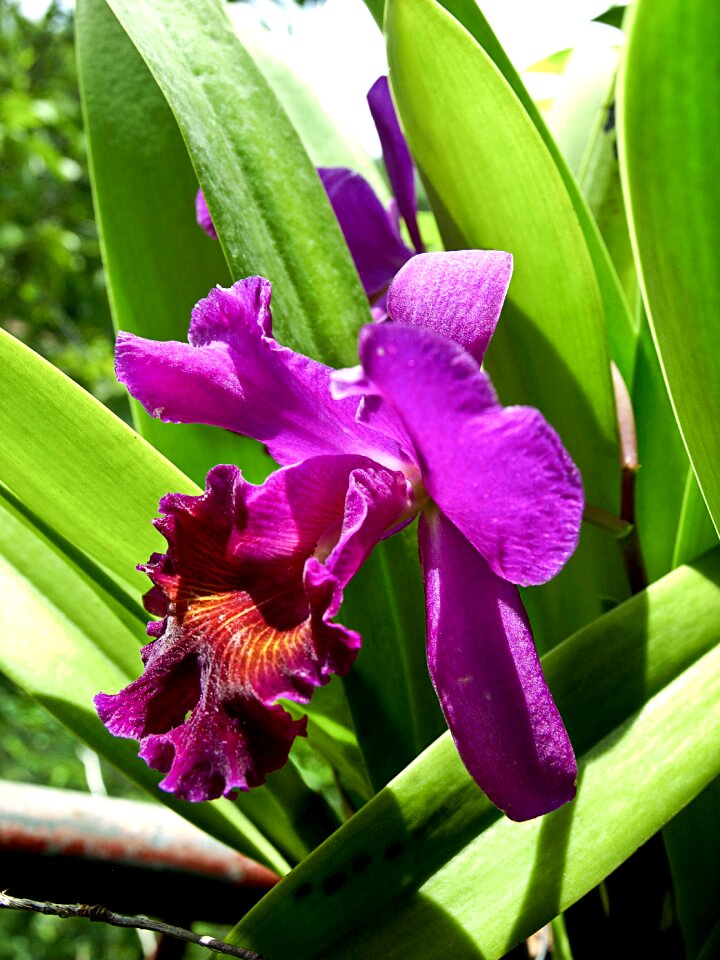 Flora plant tropical