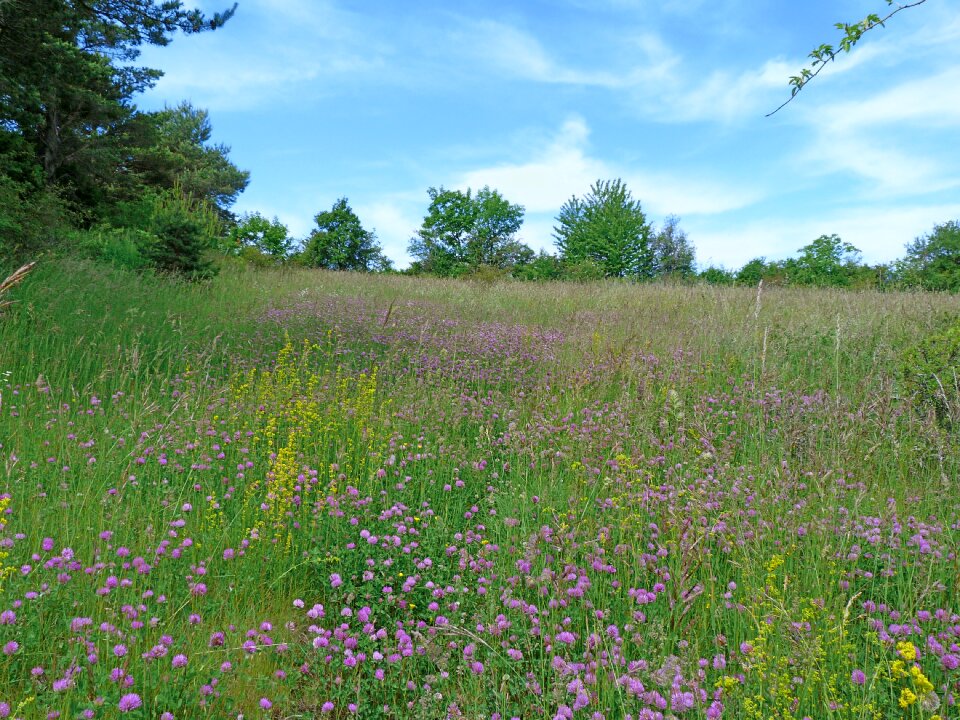 Spring flowering prairie