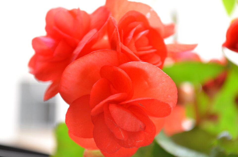 Arrangement red petals