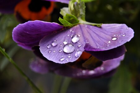Meadow water a drop of