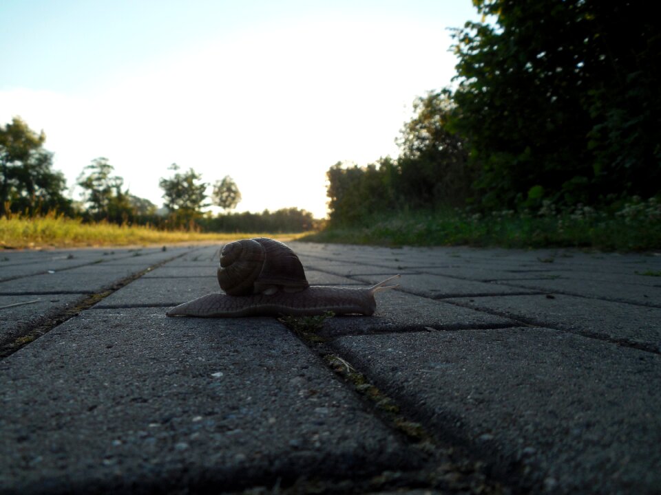 Escargots mollusk land snail