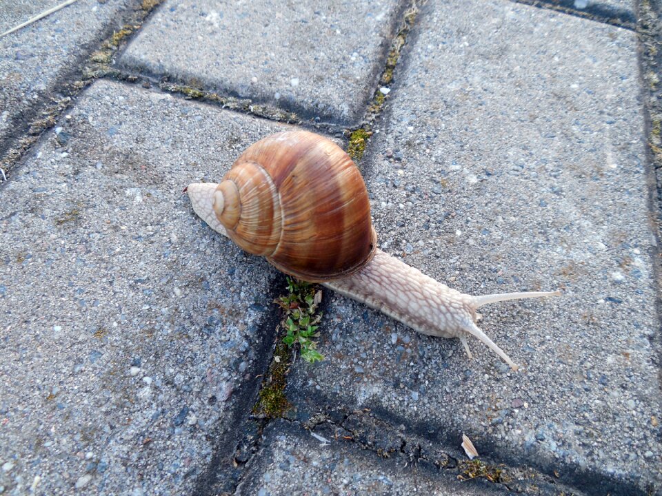 Escargots mollusk land snail