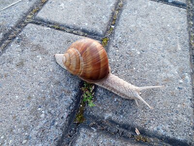 Escargots mollusk land snail