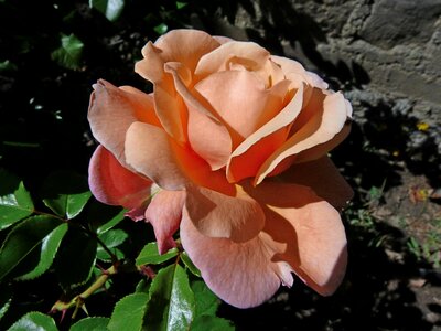 Garden spring color pink