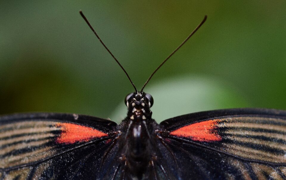 Animal close-up