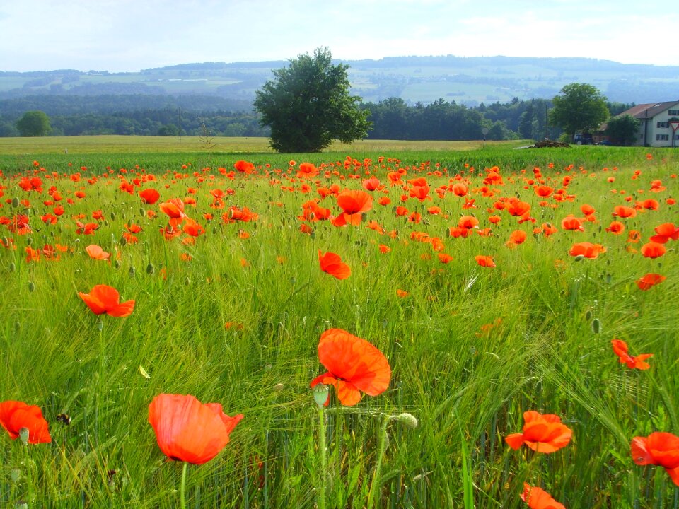 Klatschmohn poppy poppy flower