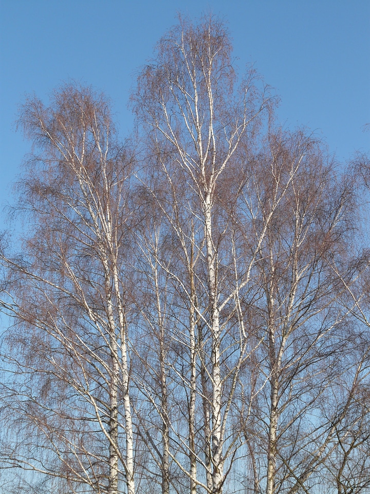 Grove of trees aesthetic branches