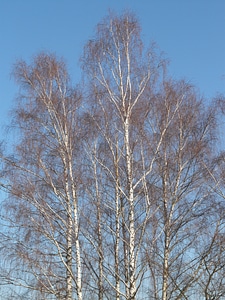 Grove of trees aesthetic branches