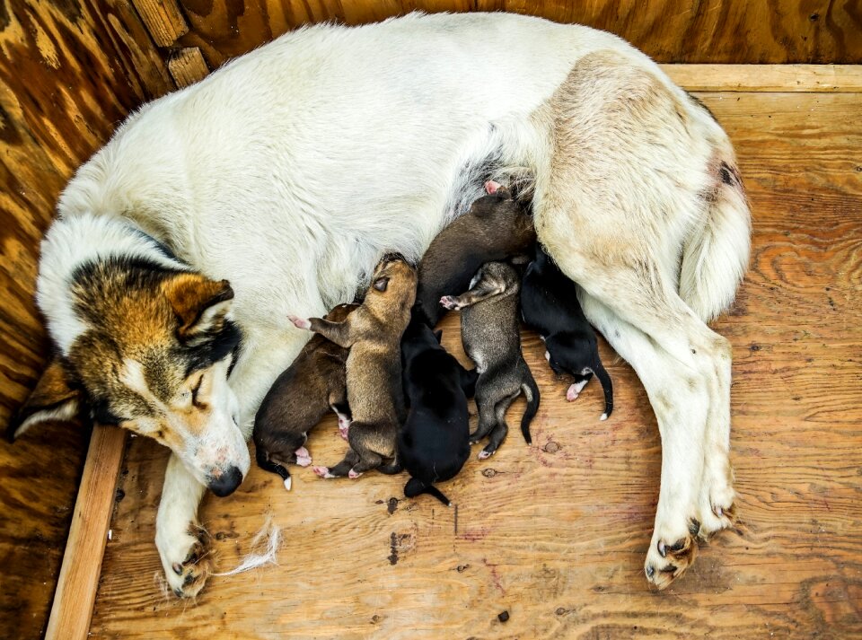 Sled sledding mother dog