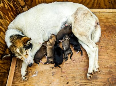 Sled sledding mother dog