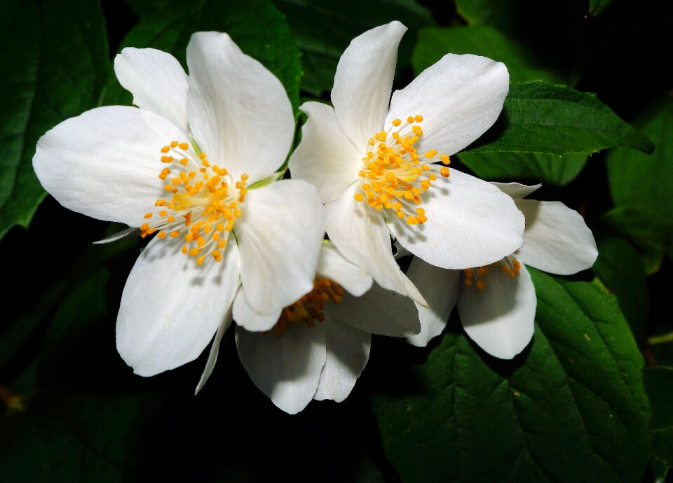 Flowers white filigree