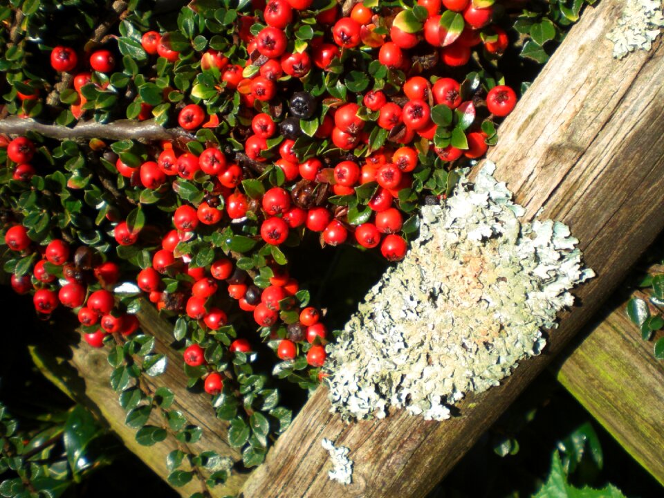 Fence ornamental autumn
