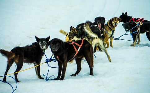 Sled dogs sledding