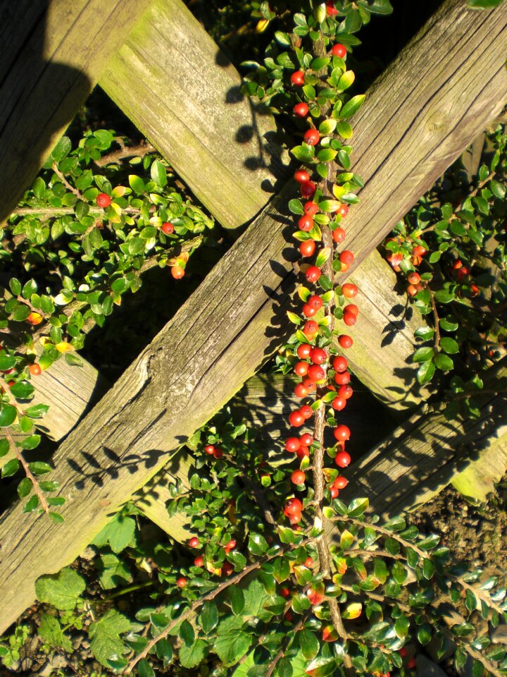 Red fence ornamental