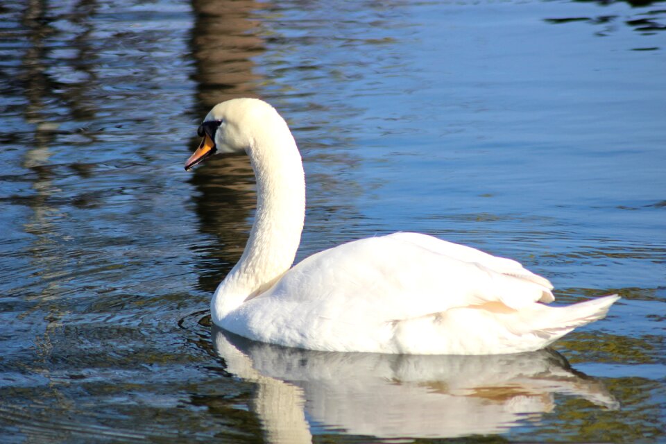 White tender beautiful