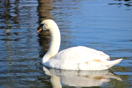 White tender beautiful