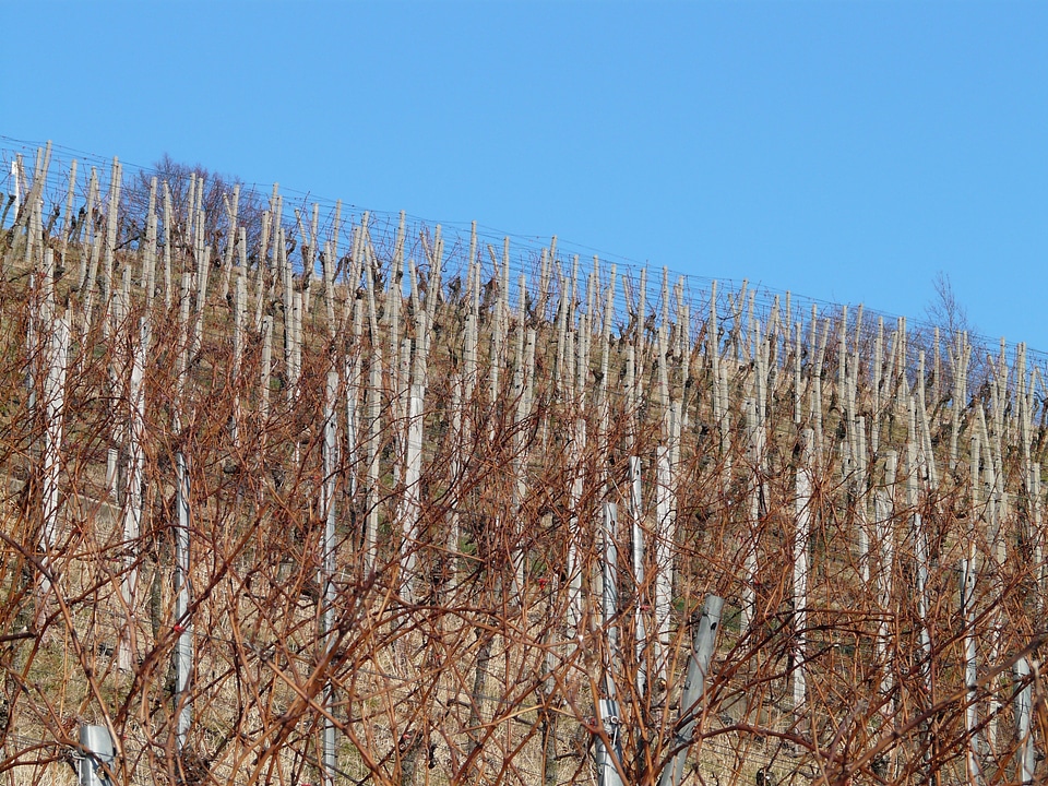 Winegrowing vines slope