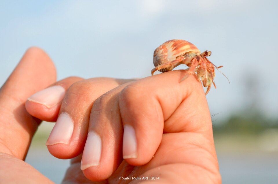 Cute animal sea life