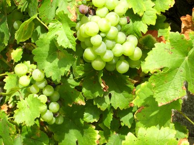 Plant fruits delicious