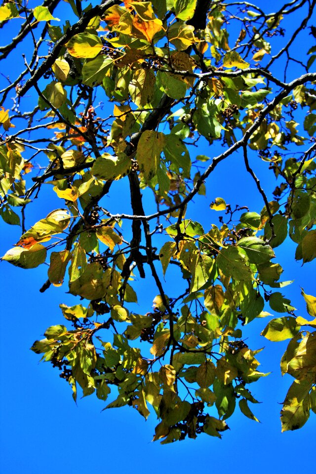 Branches twigs yellow