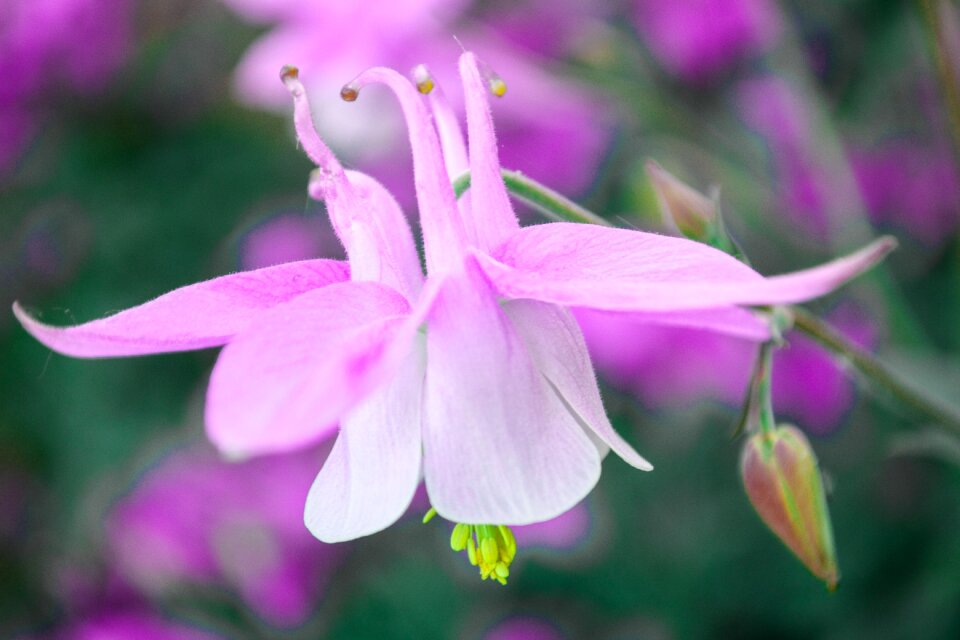 Pink flower nature garden plant