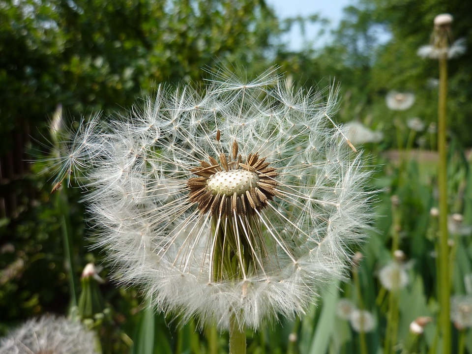 Garden meadow seeds