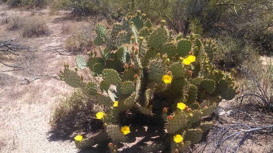 Desert desert flower