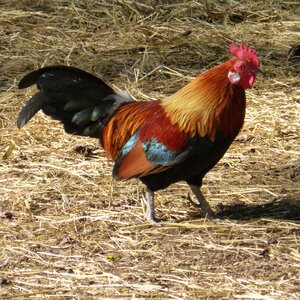 Animal poultry male fowl