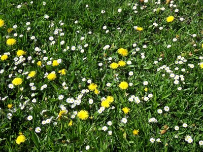 Meadow summer meadow daisy