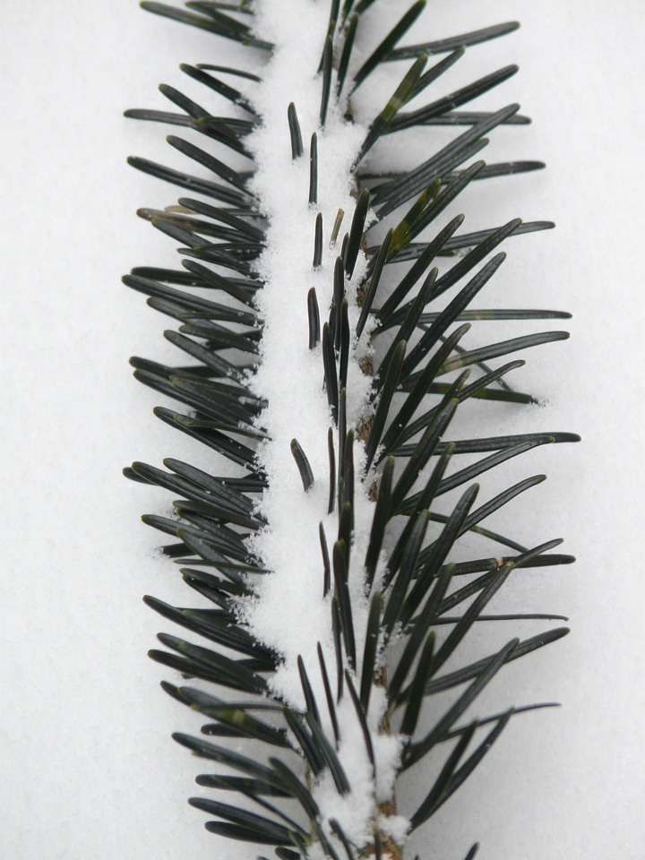 Branch fir tree silver fir
