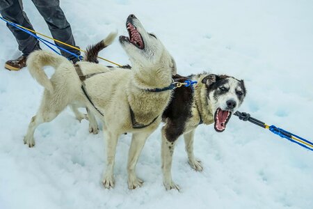 Sled dog sledding photo