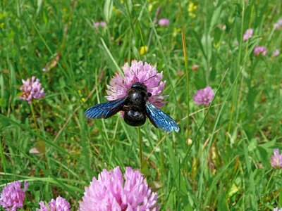 Nature forage flowering photo