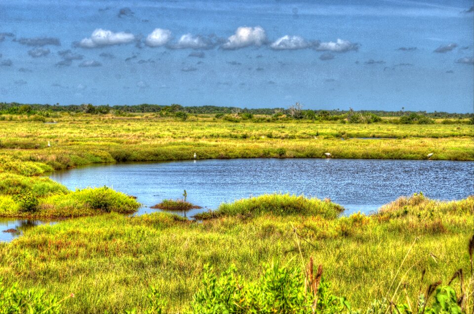 Water marshland grass