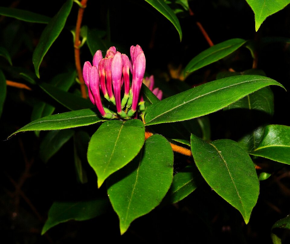 Bush red garden
