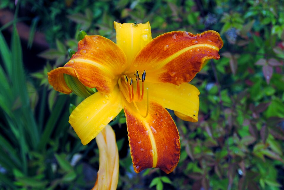 Yellow garden plant