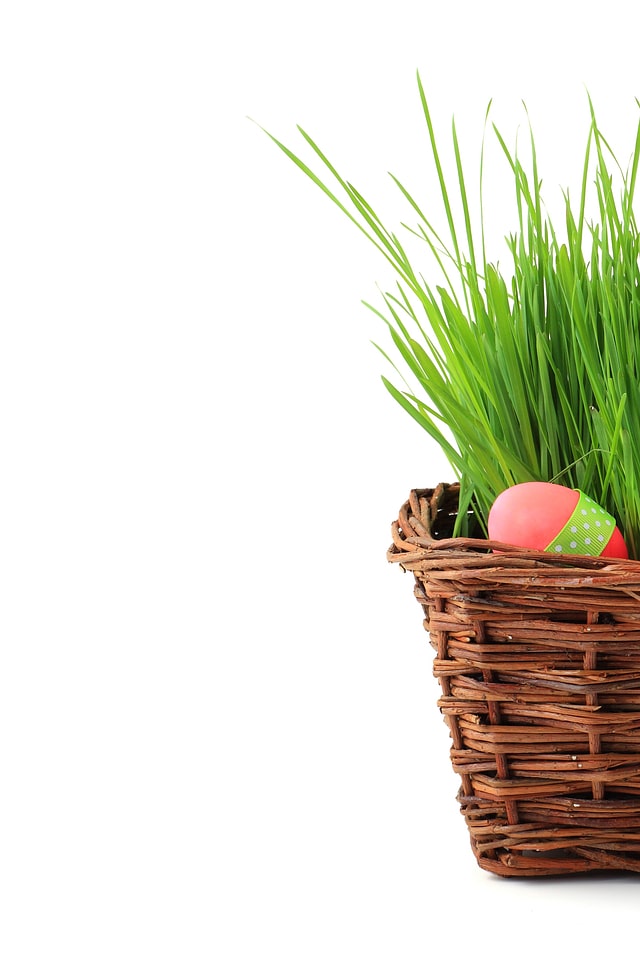 Easter egg eggs