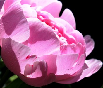 Pink flower blossom photo