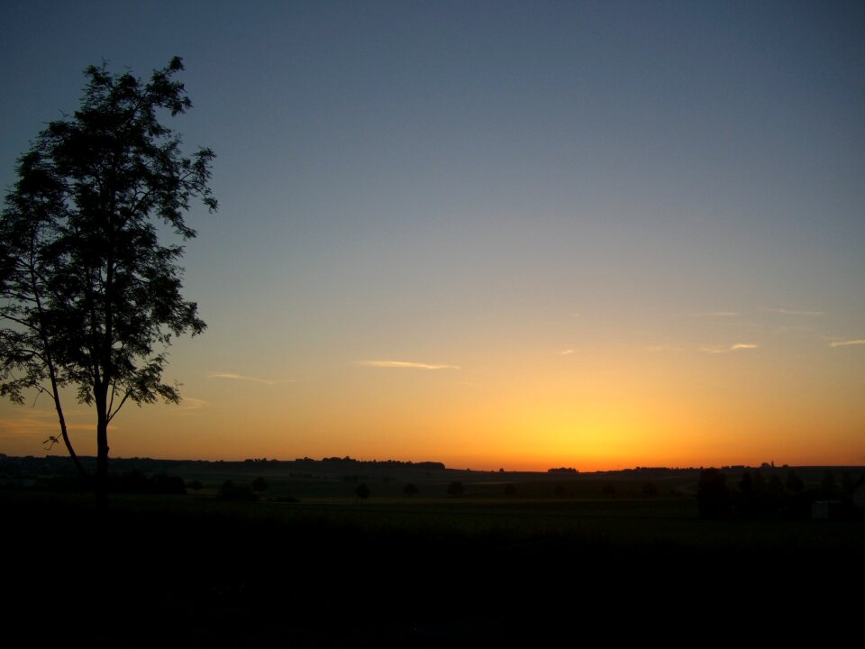 Skies trees landscape