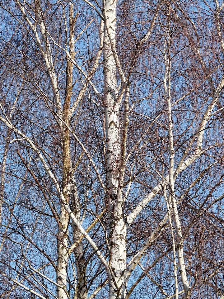 Grove of trees aesthetic branches