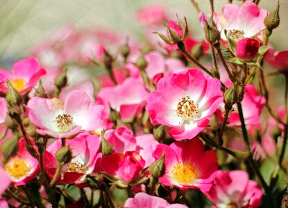 Bloom flowers red