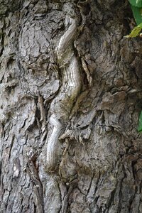 Trunk wood photo